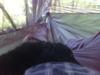 View from inside the hammock (with my dog sleeping on my lap)